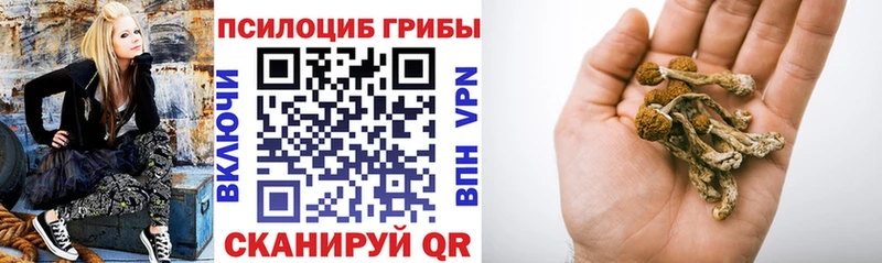 купить   Ельня  Псилоцибиновые грибы Psilocybine cubensis 
